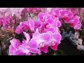Пышное цветение Фаленопсиса мультифлора VIENNA ВЕНА