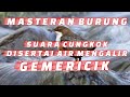 Suara Cucak Cungkok Disertai Suara Air Masteran Burung Mp3 - Mp4 Download