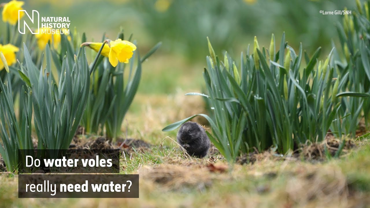 museums in london Do water voles really need water? | Natural History Museum