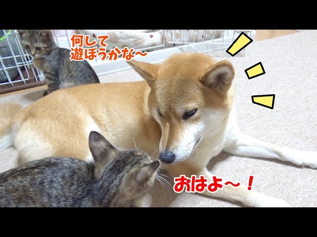 寝起きは真っ先に柴犬のところへ行く子猫--When the kitten wakes up, they go to see the Shiba Inu--