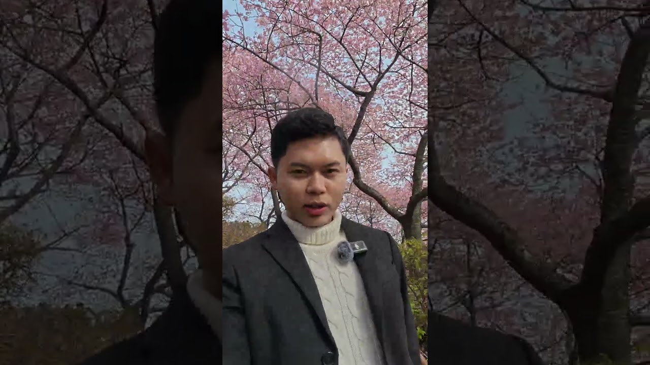 sakuraa Jepang bagus banget