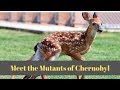 Animals of Chernobyl: Meet the Mutants - YouTube