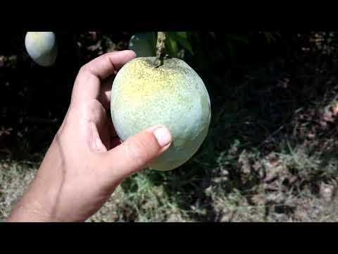 How to Identify Ready to Ripen Mangoes on the tree