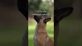 Here's how the eCollar changed my life. #dogtraining #ecollartraining