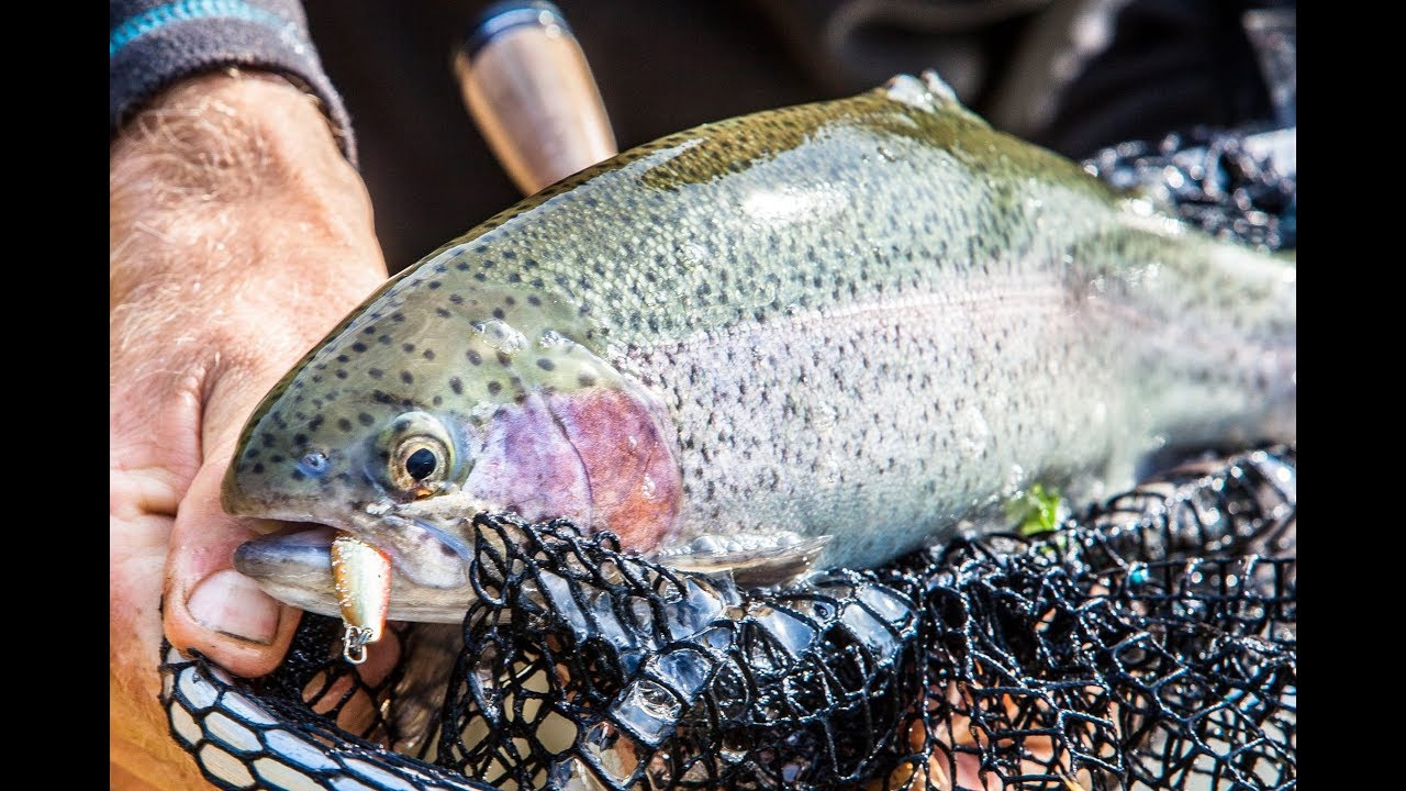 Apie žūklę 2017 10 21. Pirmosios 