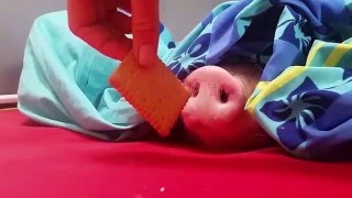 Свинка пеппа и печенька (+100500 лучшее) Свинка пеппа и печенька (+100500 лучшее)