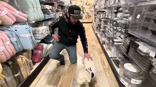 Best Dog Training, Toledo Ohio! 8 Month Old, Mini Labradoodle, Murphy! by Off Leash K9 Training 19 views 1 month ago 7 minutes, 42 seconds