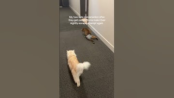 Get ur a$$es back inside #catsoftiktokcomedy #badcat #funnypets #trendingvideo #fypシ