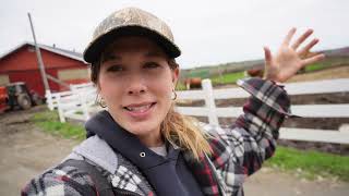 Farmers Building a Future, Spent a day Sorting Calves | Todd Simmental Farm