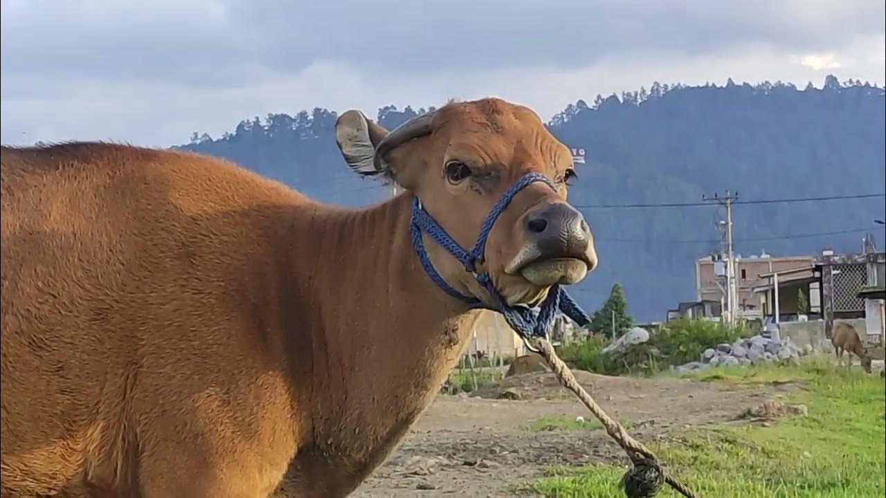 Sapi Lembu Sedang Bercanda Sambil Makan Rumput Video Sapi Lucu Dan Jinak Di Dunia Suara Sapi