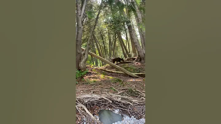 Hiking with my Doberman 🥾#viral #dog #doberman #hike #relax