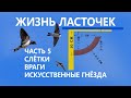 Жизнь ласточек #5/5. 🐤 Слётки. ✈ Миграции. 🐱 Враги. 🏠 Помощь