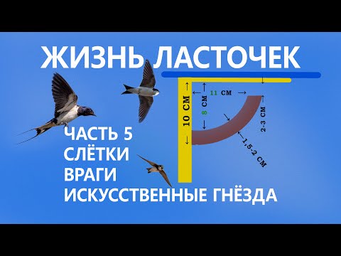 Video: Oksky-natuurreservaat in die Ryazan-streek - beskrywing en foto