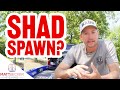 BAITS & PATTERNS - Shad Spawn Bass Fishing