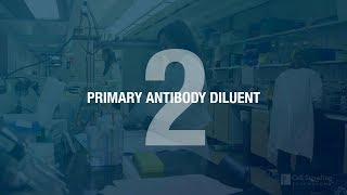 Better IHC Step 2: Antibody Dilution