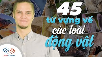 Langmaster - 45 từ vựng về các loài ĐỘNG VẬT cực hữu ích [Học tiếng Anh giao tiếp cơ bản]