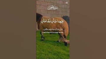 #القران_الكريم #اكسبلور #دويتو #المصحف #تيك_توك #تلاوه_خاشعه #duet #خيل #ترند #راحة_نفسية