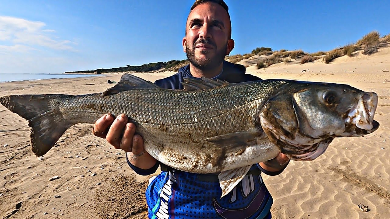 ‼️😱LUBINA MONSTER😱‼️ AL VIVO EN LA RIA. SURFCASTING CON LOS DENTEX DE DURAFLOT