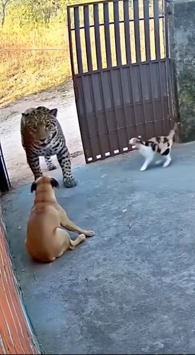 Cat Saves Dog From Jaguar — Caught on Security Camera!” 🐈🦮🐆
