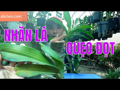 Lan Bị QUẸO