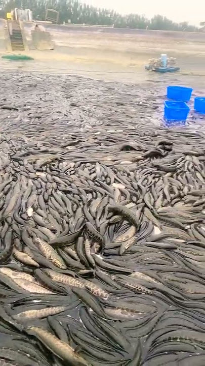 season Catching hand fishing movie, A lots of big fish, village natural fishing movie Nets fishing