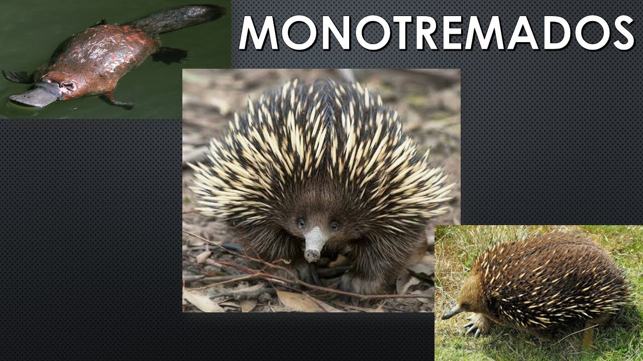 Quem São Os Monotremata?