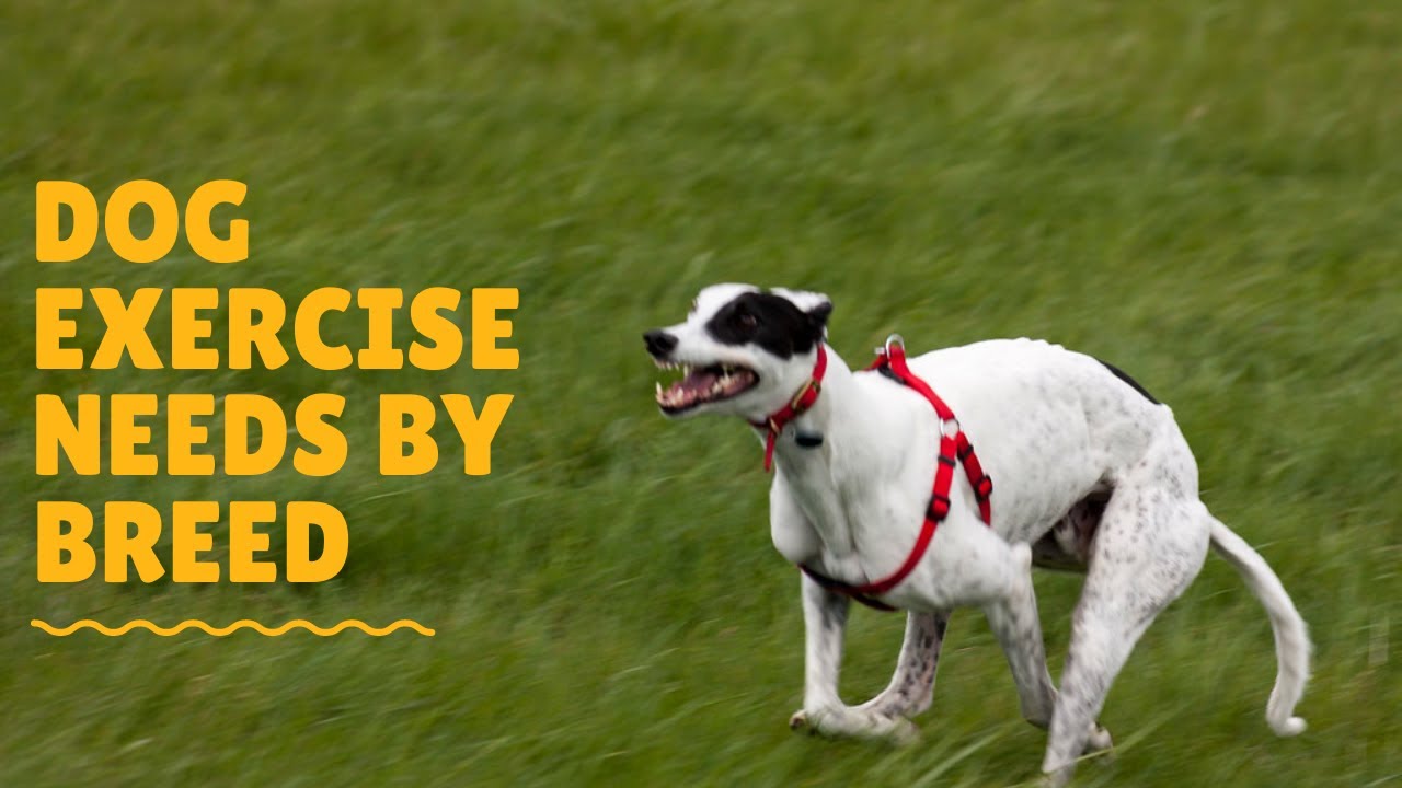 How Much Exercise Does My Dog Need Calculator - Get It Right