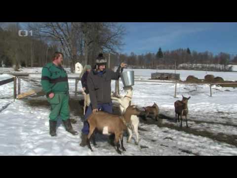 Video: Narodenie Na Farme - Pôrod Pre Ovce, Kozy, Lamy A Alpaky