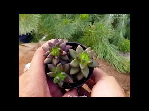Видео: Какво е Lilac Mist Sedeveria: Отглеждане на сукулентни растения от Lilac Mist