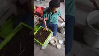 تربية و طعام دودة الأرض earthworm food