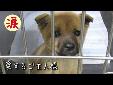 涙腺崩壊 愛するご主人様 犬の感動する話 涙 感動の話 涙あふれて 感動する話 Youtube