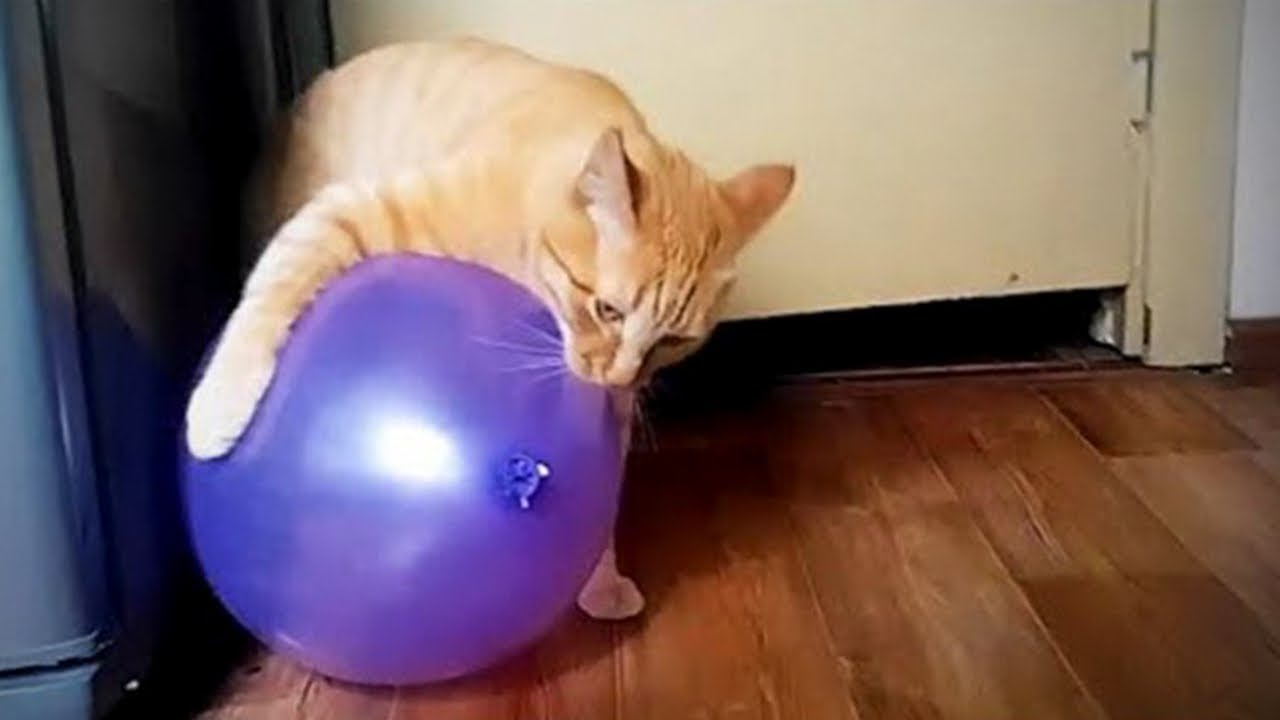 Cat Gets Angry on Seeing a Balloon Like Itself, Check Funny Video ...