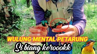 Burung kecil tapi mental luar biasa. kepala sampai di sambar.