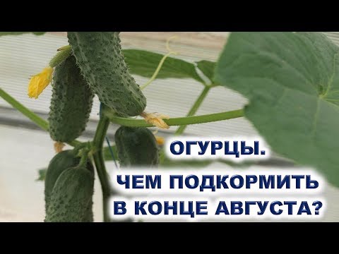 Video: Жалбырактарын кесип беришим керекпи?