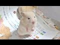 母ちゃんに逃げられた 3兄弟の性別を確認