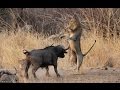 wild bull vs lion hunting the bull won the fight