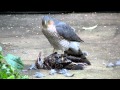 Sparrowhawk plucking live Starling pt2