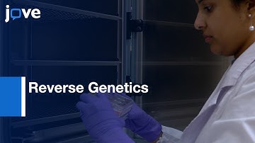 Reverse Genetics Method to recover Rotavirus expressing proteins | Protocol Preview