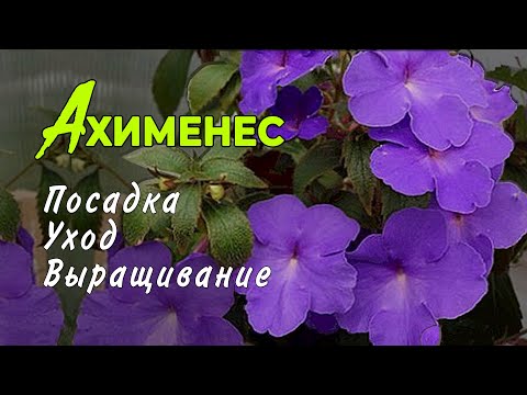 Видео: Цветочная культура ахименеса - Советы по выращиванию цветочного растения ахименеса