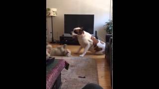 Hilarious big lazy Saint Bernard gets owned by small dog who just wants to play.
