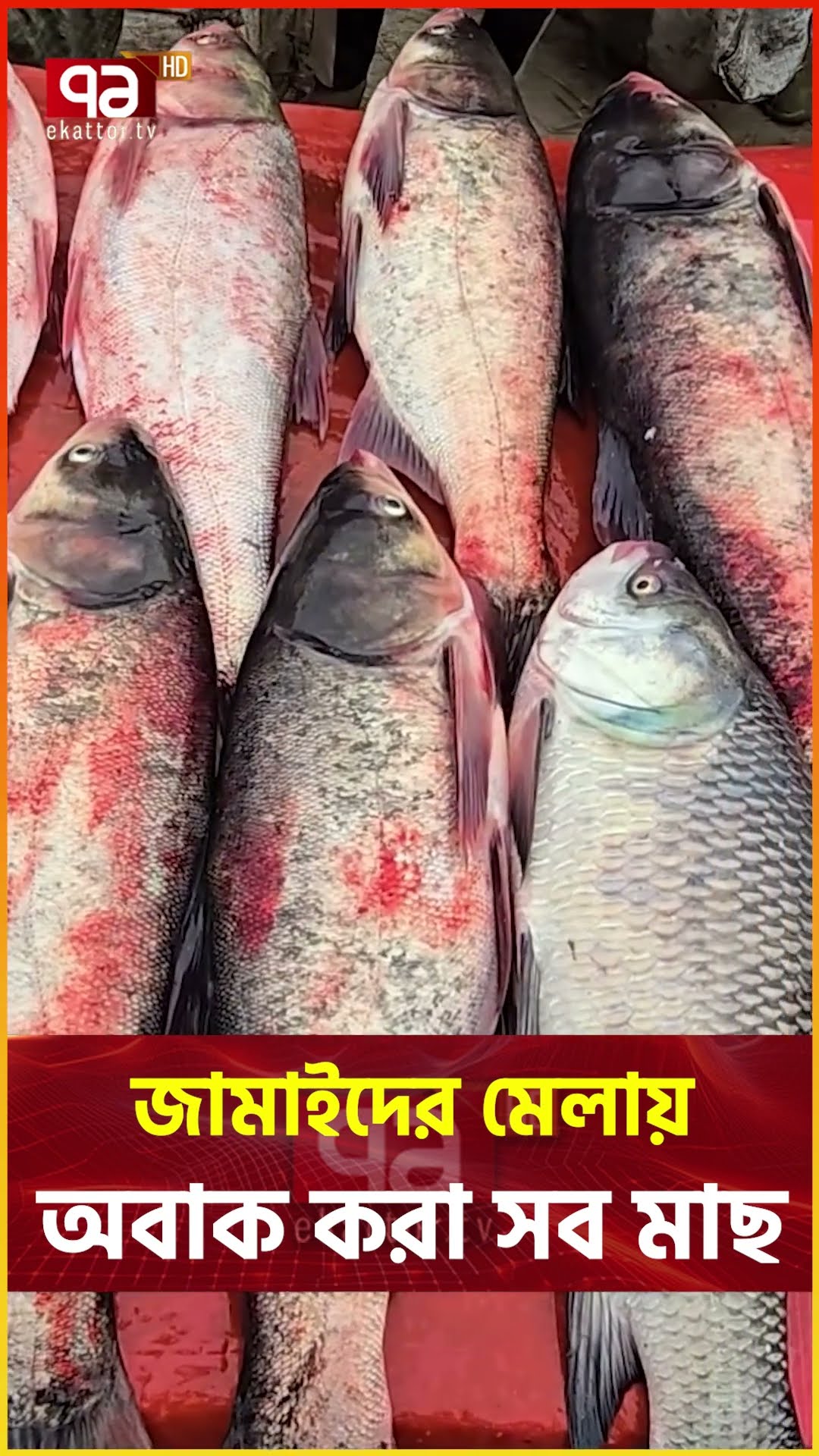 ঐতিহ্যবাহী পোড়াদহ মাছের মেলা #bogura #news #banglaproverb  #traditional #ekattortv