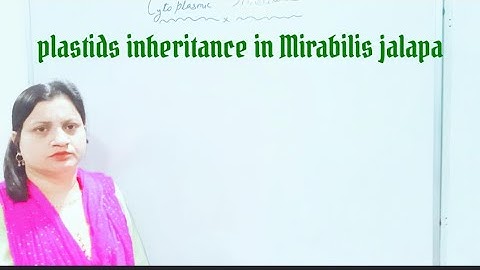cytoplasmic inheritance (plastid inheritance) in Mirabilia jalapa#genetics#botany🍀🌱easy  explanation