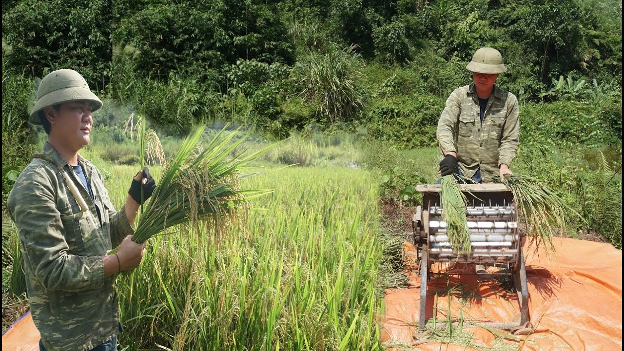 Repair. Harvesting rice, threshing rice with a rudimentary threshing ...