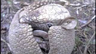 Southern Three-Banded Armadillo