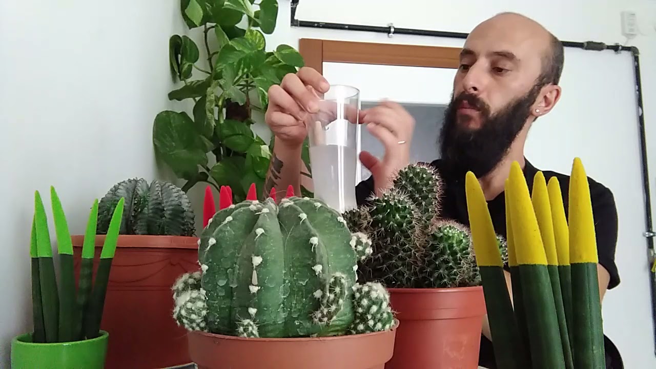 KAKTÜS Bakım Püf Noktaları