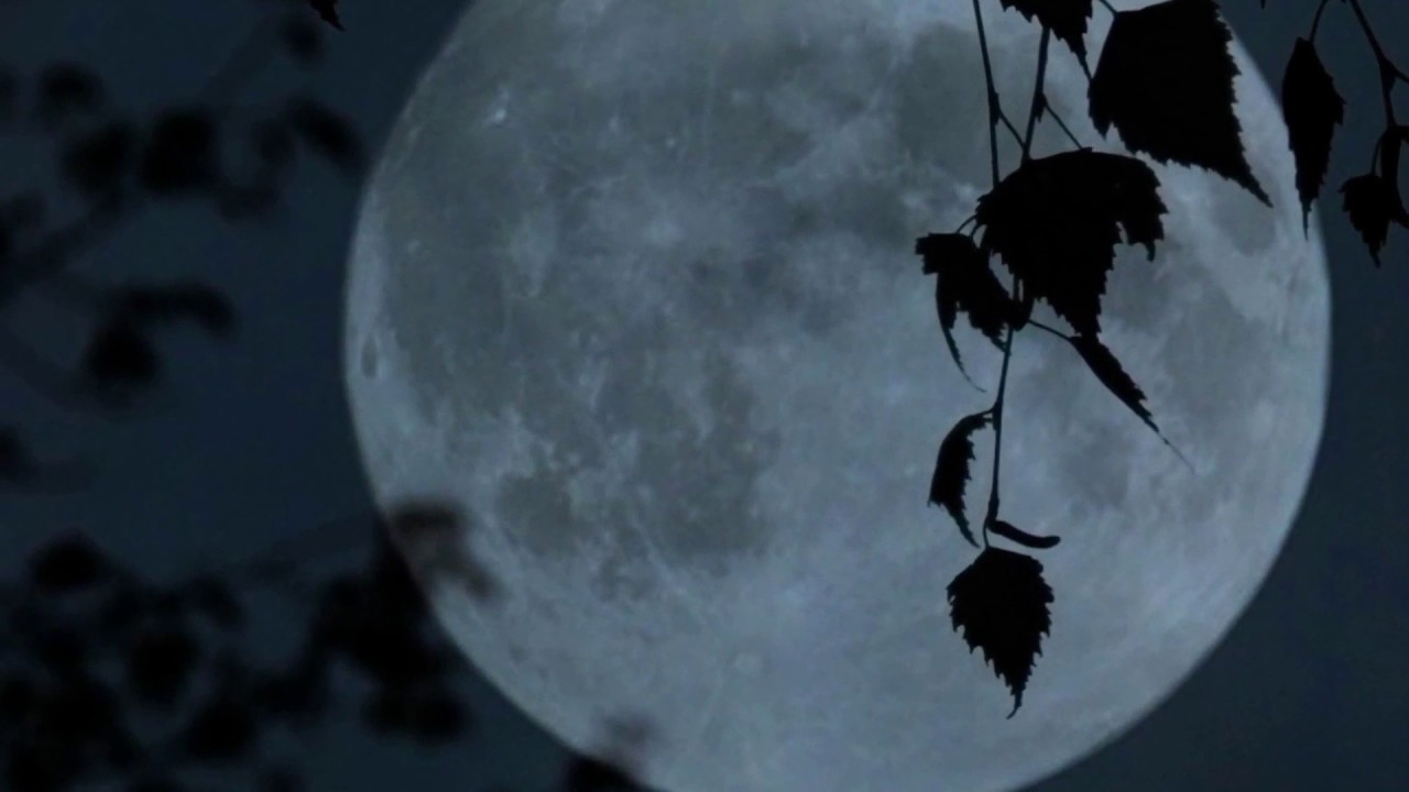 Светишь как луна песня. Луна сквозь ветки. Ветка на фоне Луны. Луна сквозь листву. Луна через ветки.