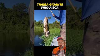 The predator has become the prey! 🎣😳#fishing #fisherman #fishing #trairão #sportfishing #fisherman The predator has become the prey! 🎣😳#fishing #fisherman #fishing #trairão #sportfishing #fisherman