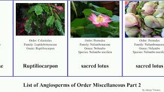 List of Angiosperms of Order Miscellaneous Part 2 orchidantha lotus sacred trailing sinensis