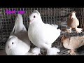 முஸ்கி ஆஸ்திரேலிய/கருணை Australian pigeon ഫാൻസി പ്രാവ്pigeon loft