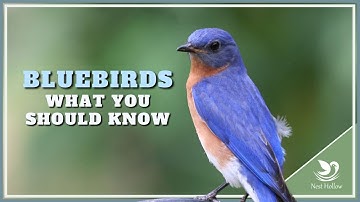 Get Started With Bluebirds - 11 Things to Know Before Installing a Birdhouse